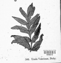 Uromyces valerianae image